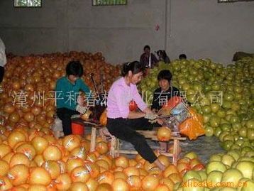 平和县佳又好农副产品 品蜜柚之乡的生态馈赠